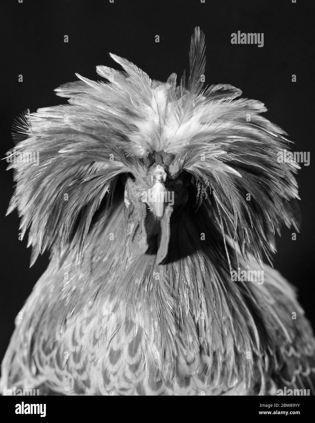 1950s 1960s CLOSE-UP OF PLAIN BUFF LACED POLISH CHICKEN WITH LONG DROOPING PLUME- LIKE FEATHERS ON HEAD LOOKING AT CAMERA - p1088 HEL001 HARS AMUSING ECCENTRIC LACED POULTRY BLACK AND WHITE ERRATIC EXOTIC OLD FASHIONED OUTRAGEOUS PLUMAGE Stock Photo