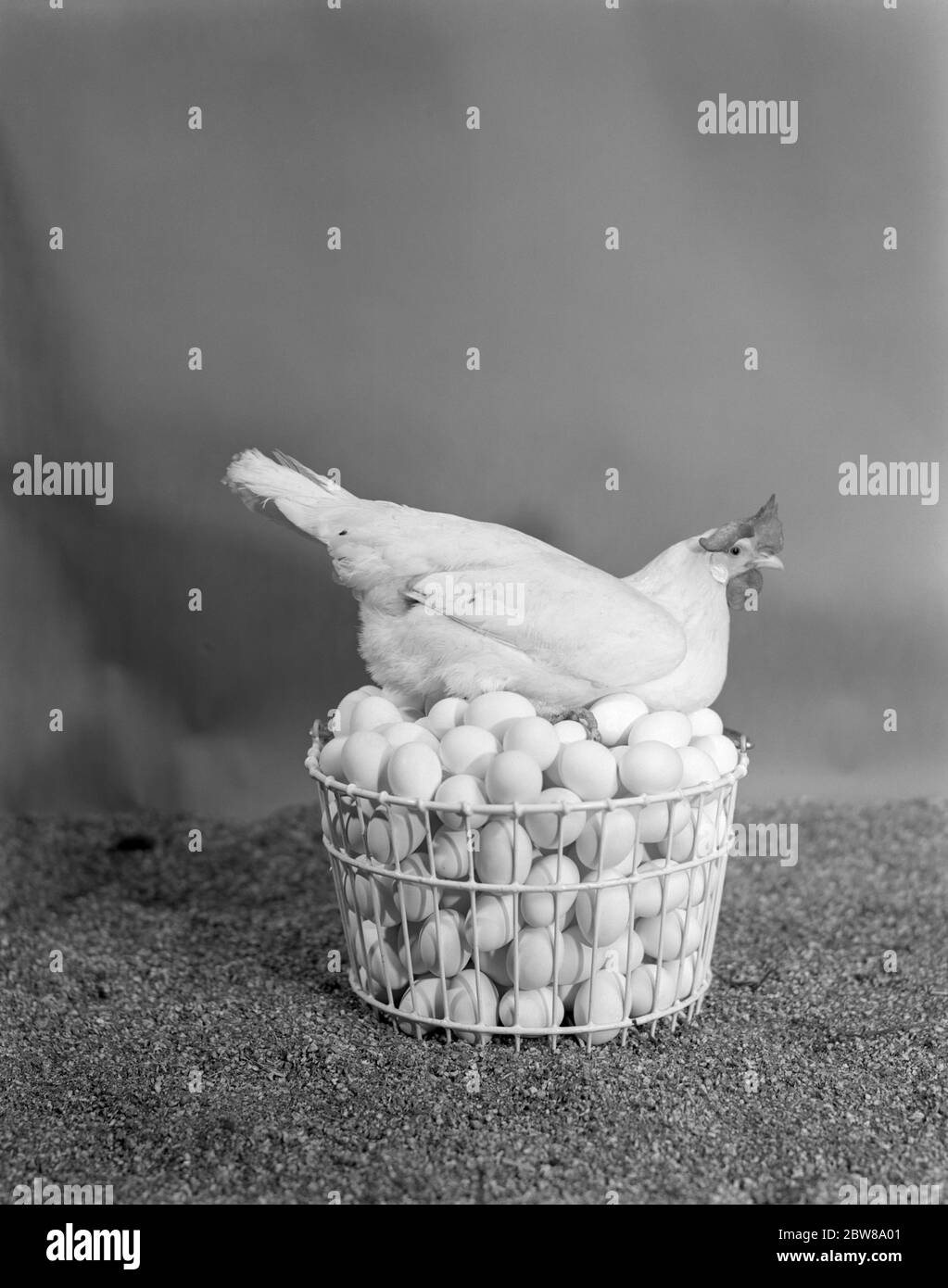 1950s CHICKEN SITTING ON TOP OF BASKET FULL OF EGGS p6482 HEL001 HARS