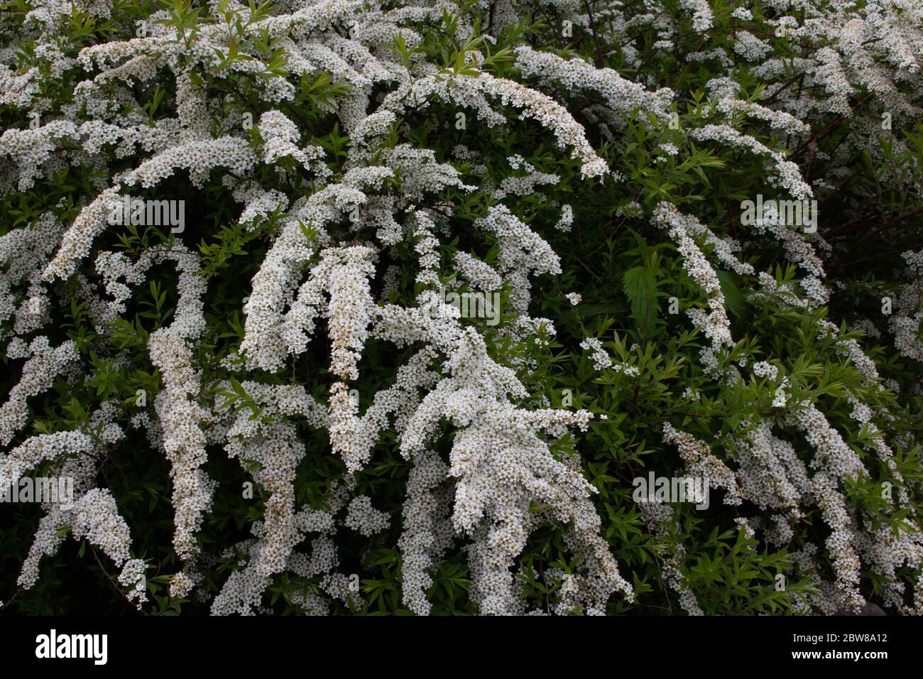 White spirea Bush. Spring foliage color.Background of white flowers. Stock Photo