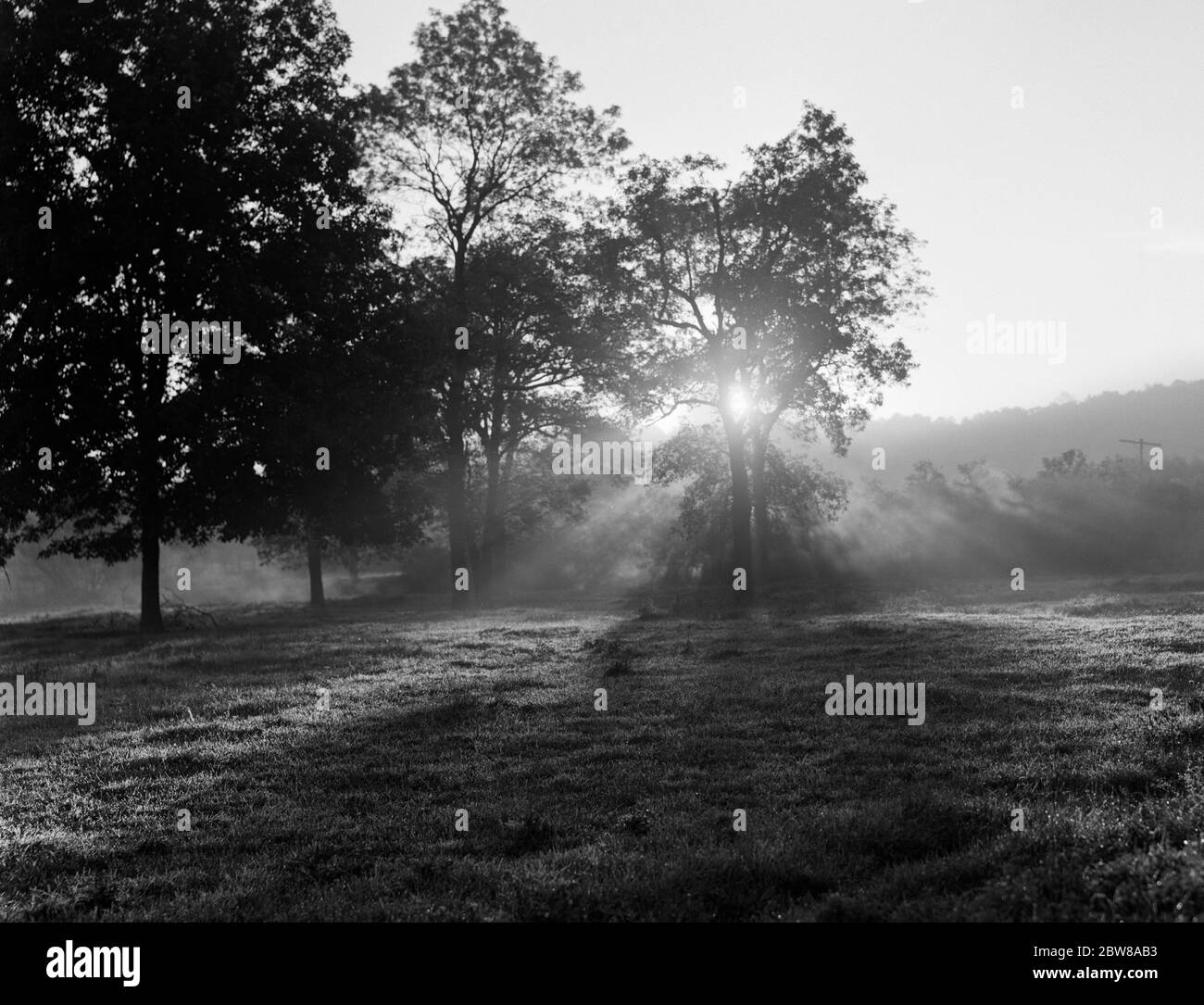 1950s SUN RAYS BEAMING THROUGH TREES IN FIELD AT DAWN - t5795 HEL001 HARS PASTORAL CREATIVITY GROWTH SHINING BEGINNING BLACK AND WHITE OLD FASHIONED Stock Photo