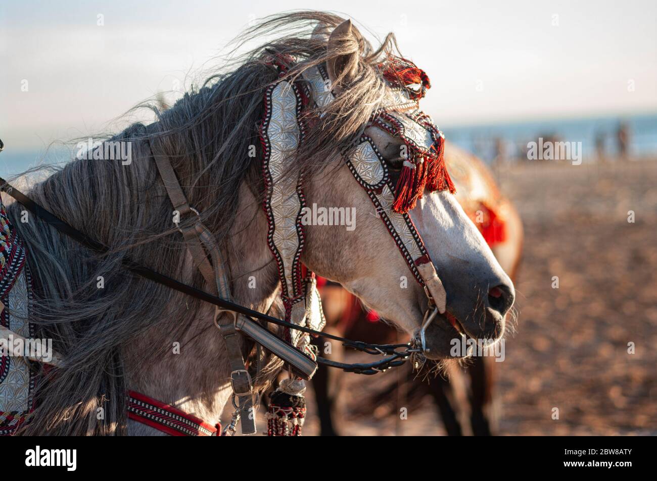 competition horses called 'Fantasia' in traditional Halter Licks equipped with leather head collar Stock Photo