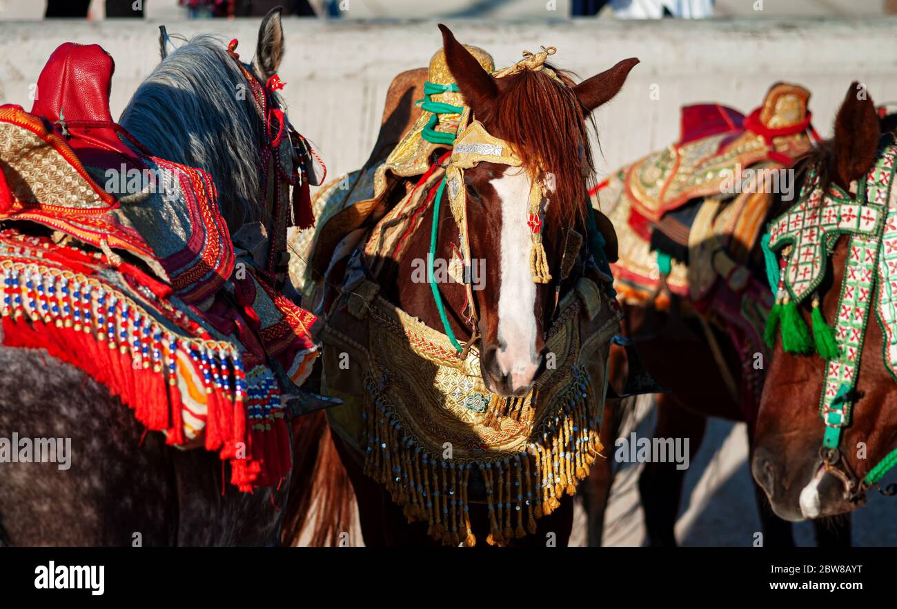 competition horses called 'Fantasia' in traditional Halter Licks equipped with leather head collar Stock Photo