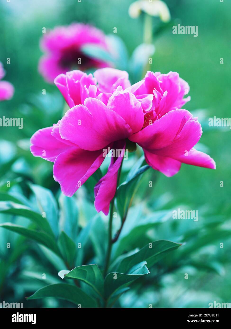 Peonies and soft green background. Peonies in the garden. Stock Photo
