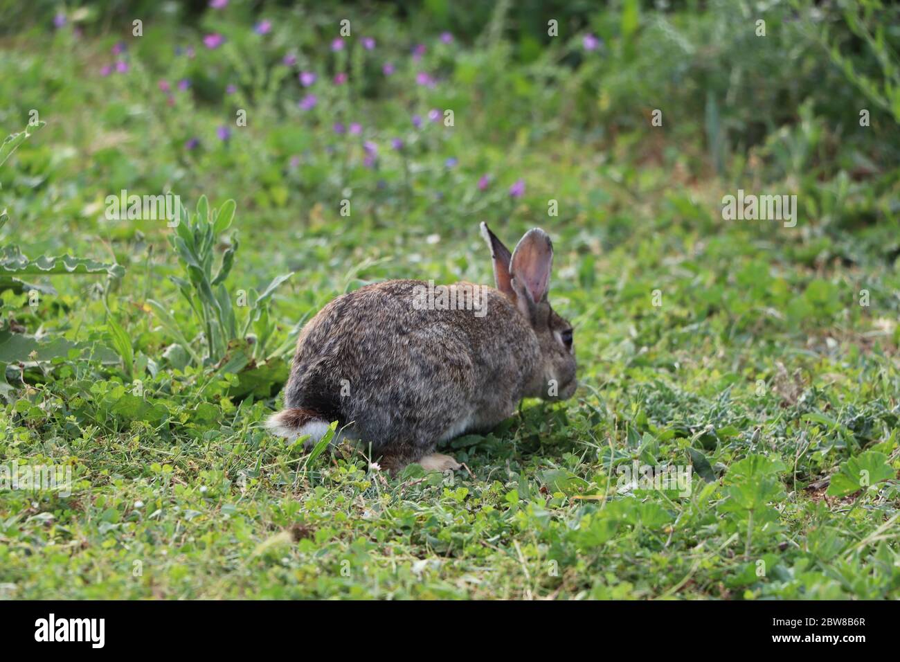 rabbit in a field Stock Photo - Alamy
