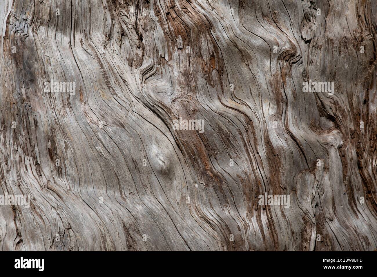 Close-up of an old tree trunk Stock Photo - Alamy