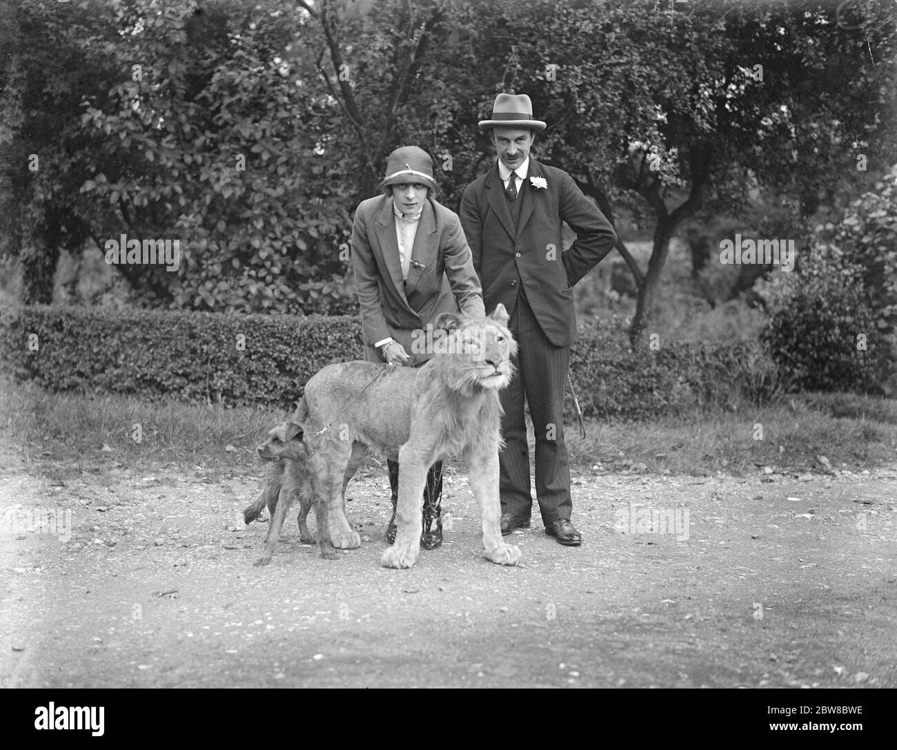 Nero , young African lion , New Addition to private collection of Mayor of Maidstone The Mayor and Mayoress with Nero and Ginger 29 September 1925 Stock Photo