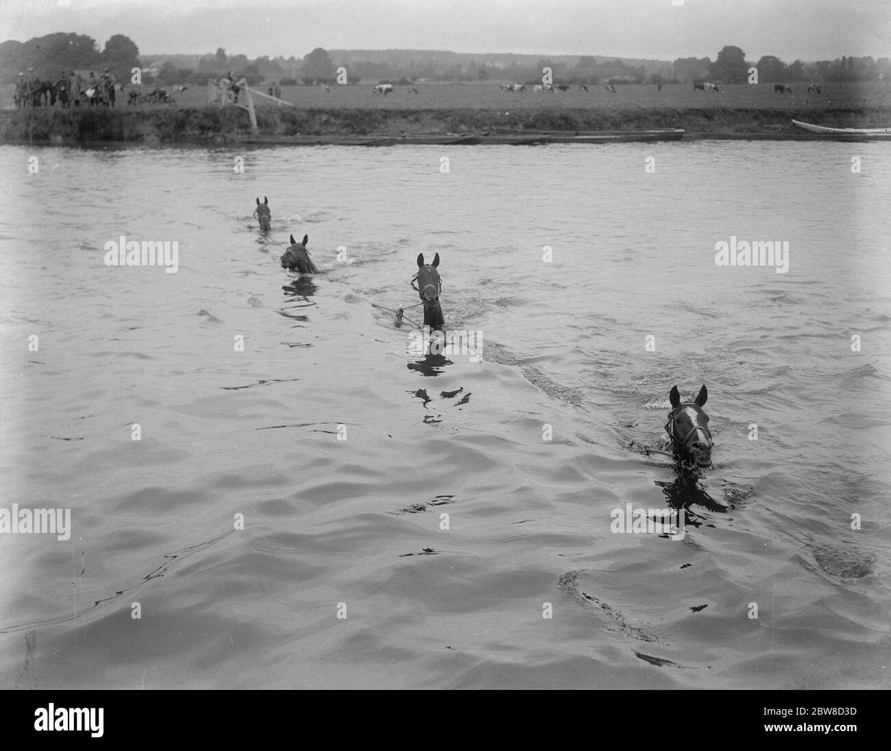 Military operations by the Aldershot command . The Invasion of Hampshire . Troop horses of the enemy swimming the Thames . 29 August 1924 Stock Photo
