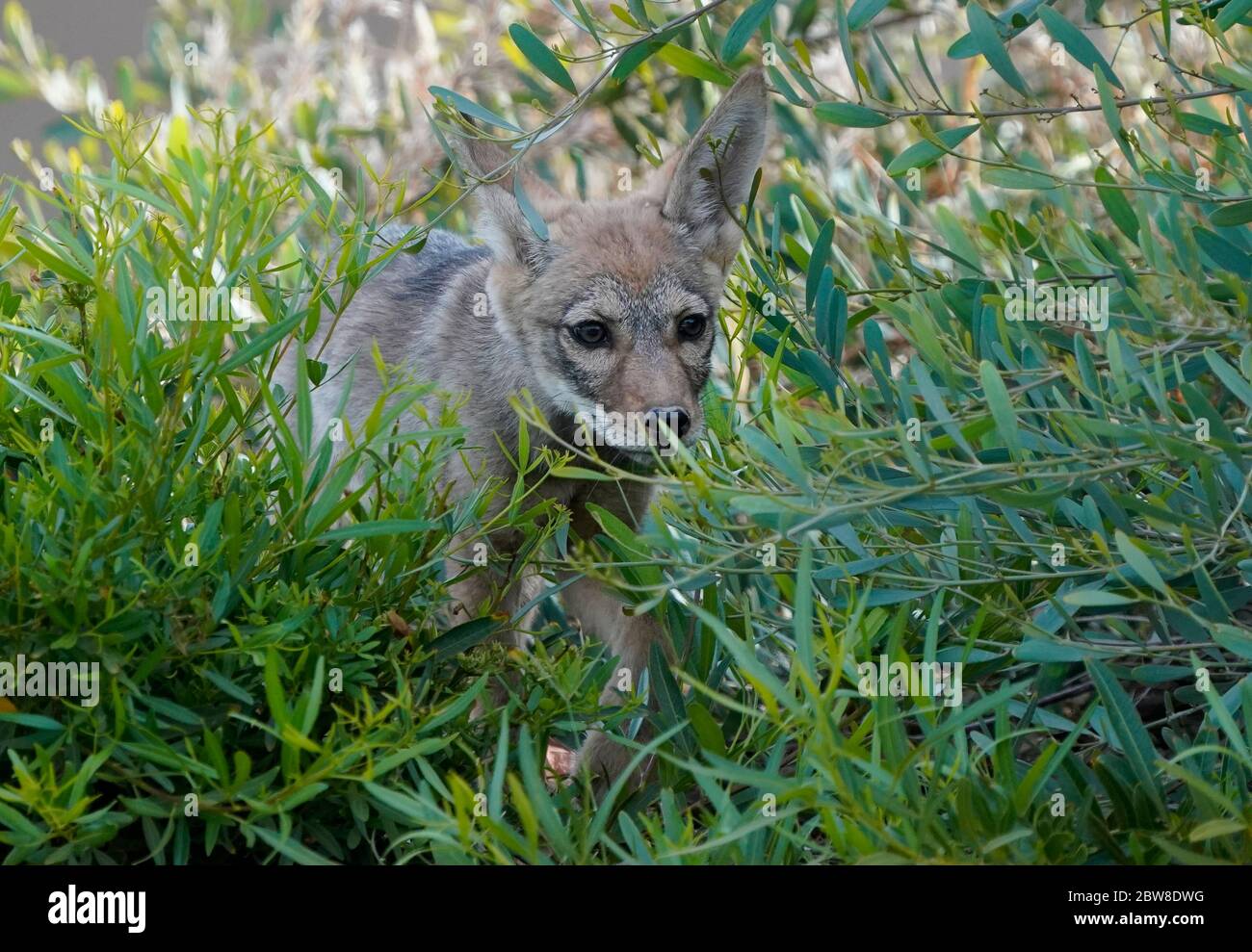 A Coyote pup is seen in Arizona Stock Photo Alamy