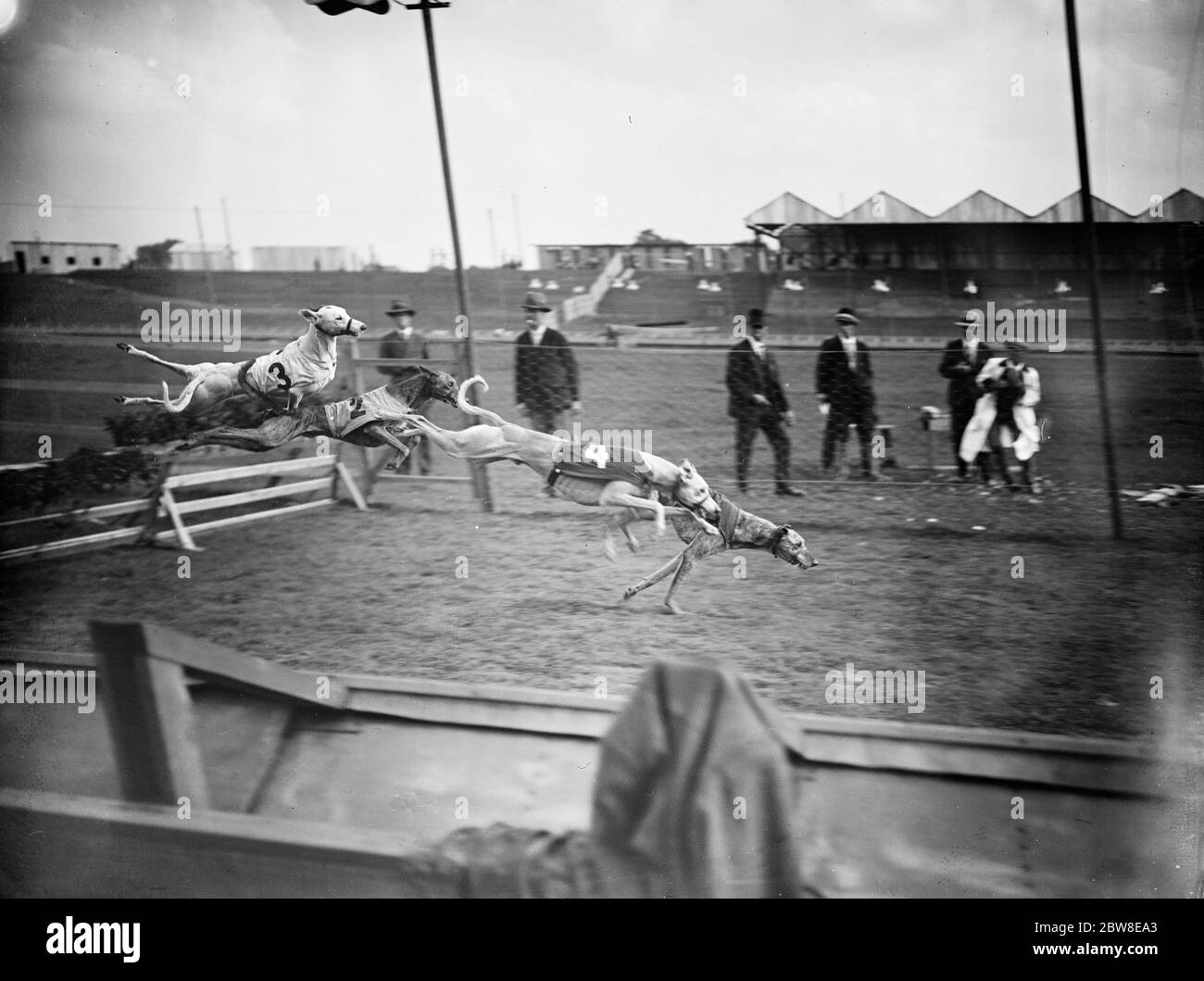 Preparing for the opening of the new greyhound racing track at Harringay . Taking the hurdles during the trials . 23 August 1927 Stock Photo