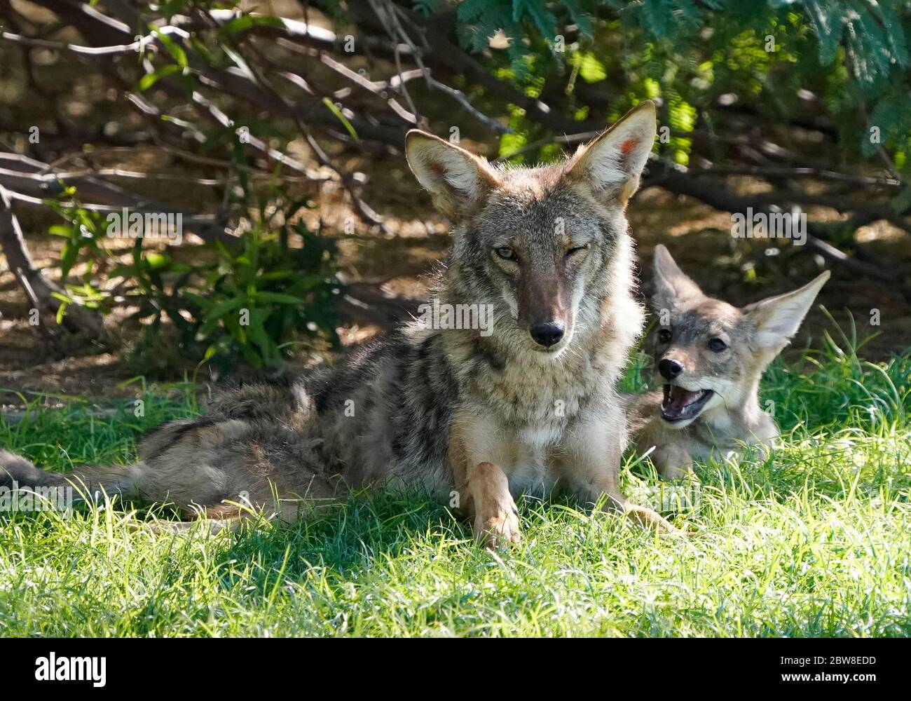 Arizona coyote animal hi-res stock photography and images - Alamy