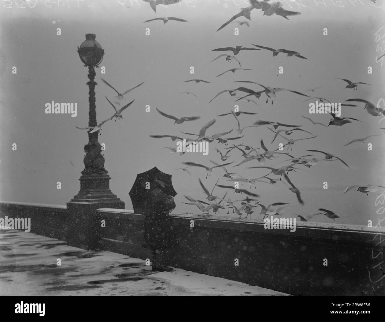 London ' s wintry spell . Feeding the seagulls on the embankment in the bitter cold . 10 February 1932 Stock Photo