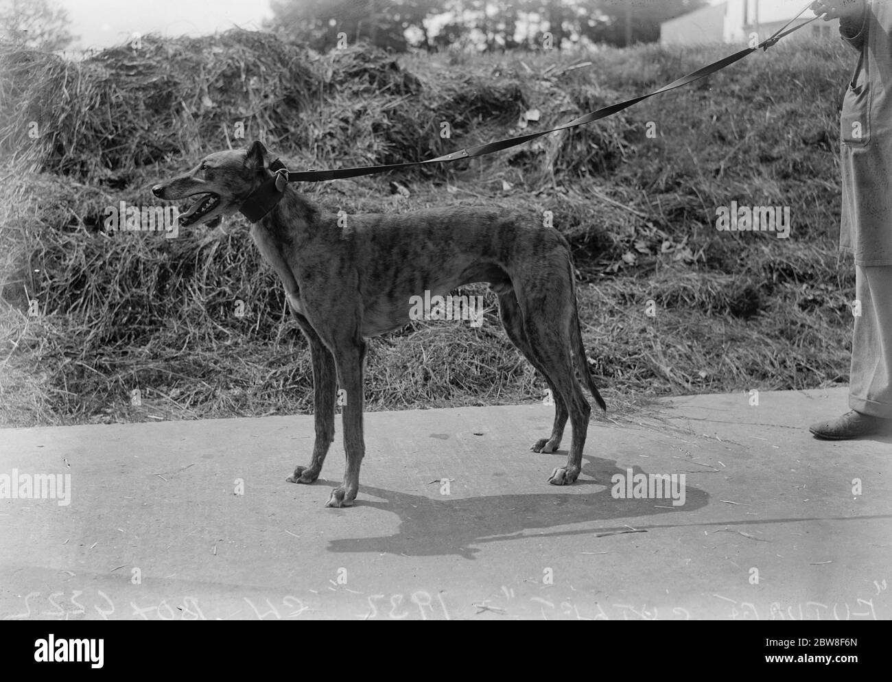 The fastest greyhound in the world . ' Future Cutlet ' owned by Mr ...