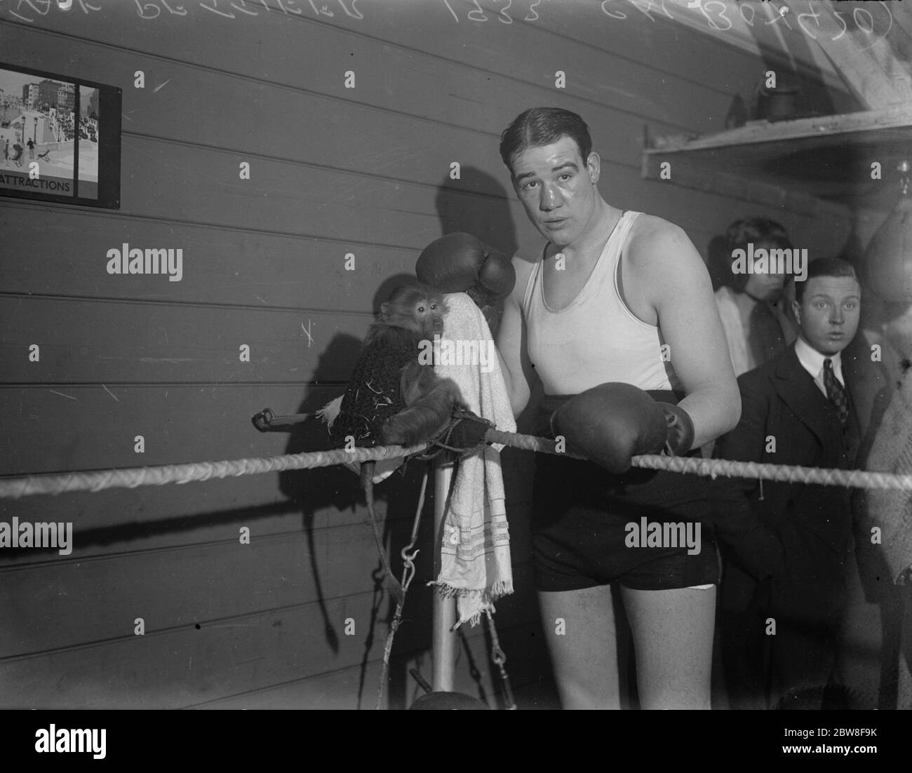 Heavy weight title , Lonsdale belt and cup at stake . Jack Pettifer with a monkey which has been presented to him by an admirer as a mascot . During the whole time Pettifer was training , it remained perched on the corner of the ring . Pettifer is training at Brighton for his fight next Thursday at Olympia with Jack Petersen . 18 January 1933 Stock Photo