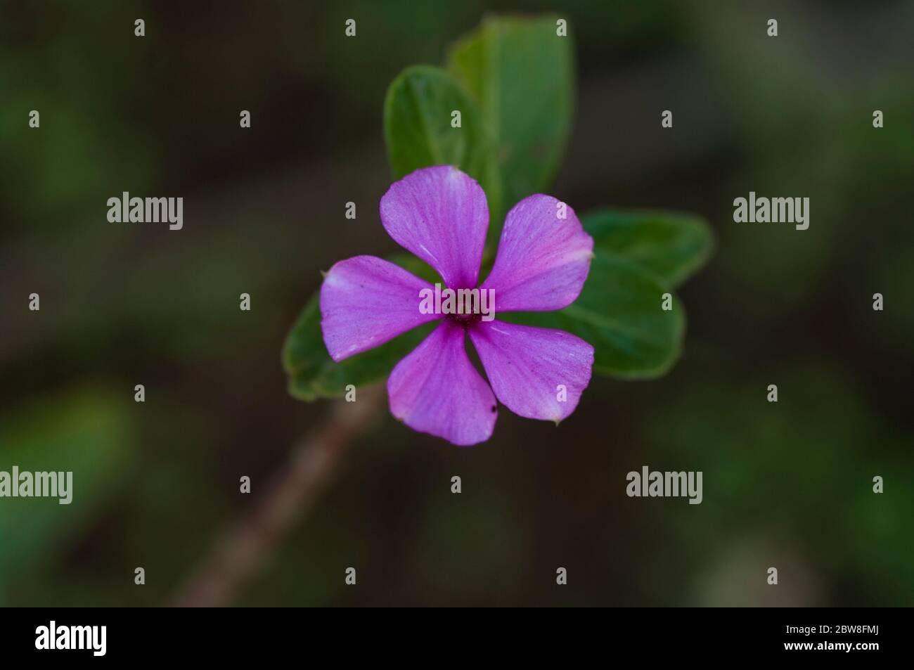 purple beautiful flower Stock Photo