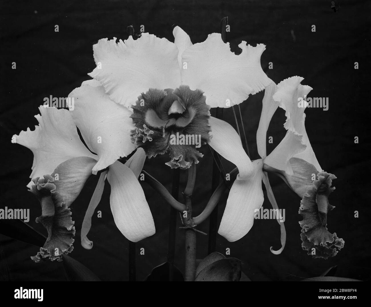 Orchid perfections , shown at the Royal Horticultural Hall , Vincent square . The Laelia Cattleya Schroderiana , a study in crimson and white . 23 November 1931 Stock Photo
