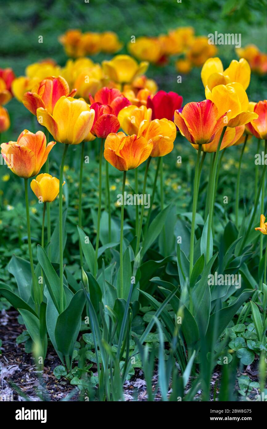 Red and yellow Darwin hybrid Golden Apeldoorn tulip (Tulipa) flowers Stock Photo