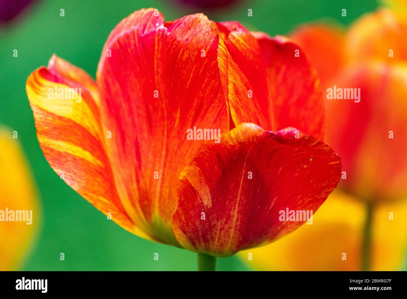 Close-up of red and yellow Darwin hybrid tulip pedals Stock Photo