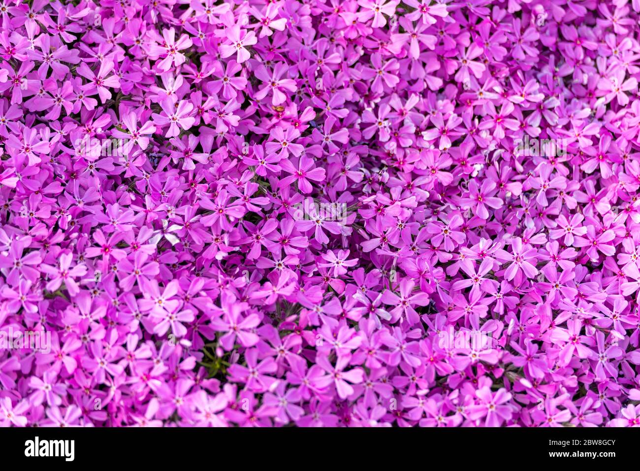 Pink five-petaled flowers of Atropurpurea creeping phlox or moss phlox or moss pink or mountain phlox (Phlox subulata) Stock Photo