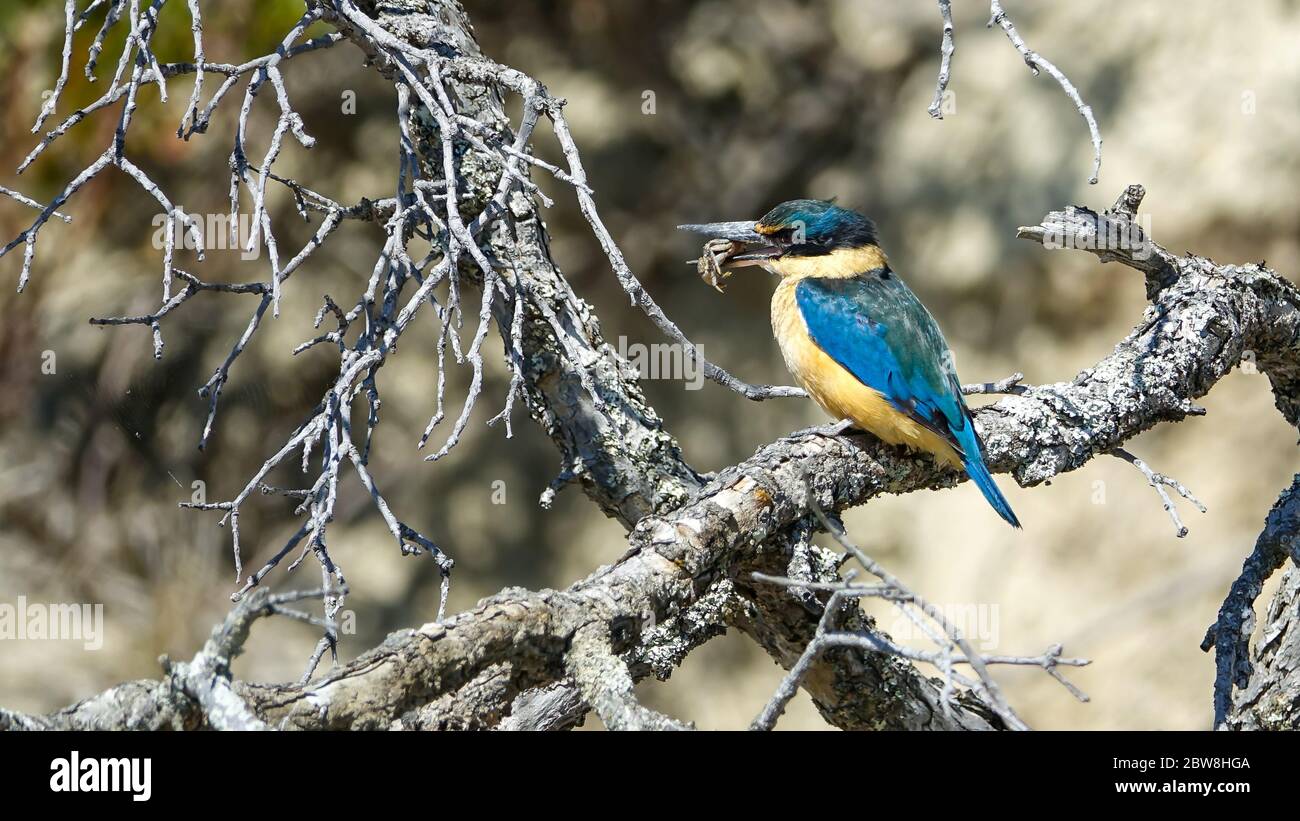 New Zealand kingfisher with small crab Stock Photo Alamy