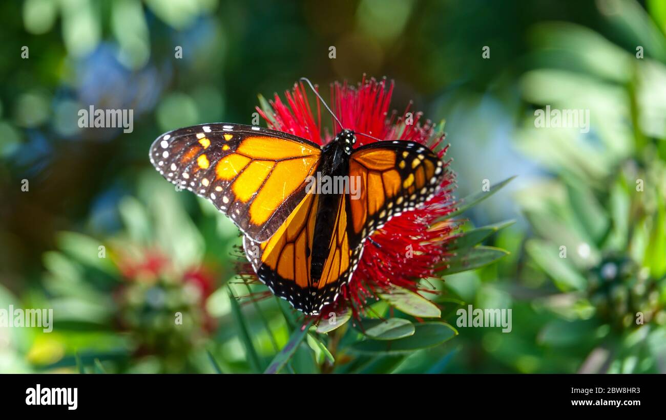Monarch butterfly in the New Zealand summer Stock Photo Alamy