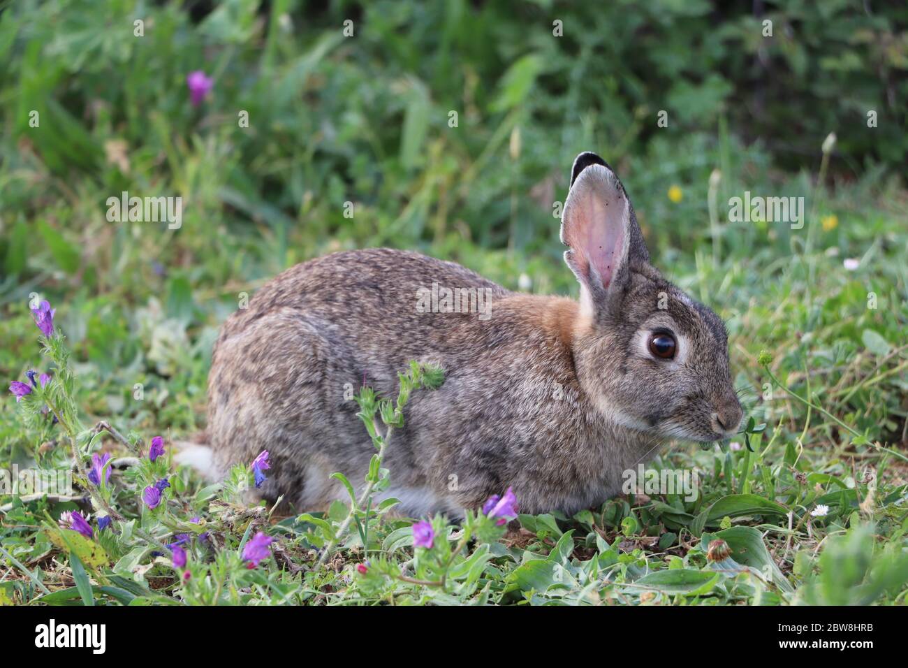Field F Rabbits Rabbit field hi-res stock photography and images - Alamy