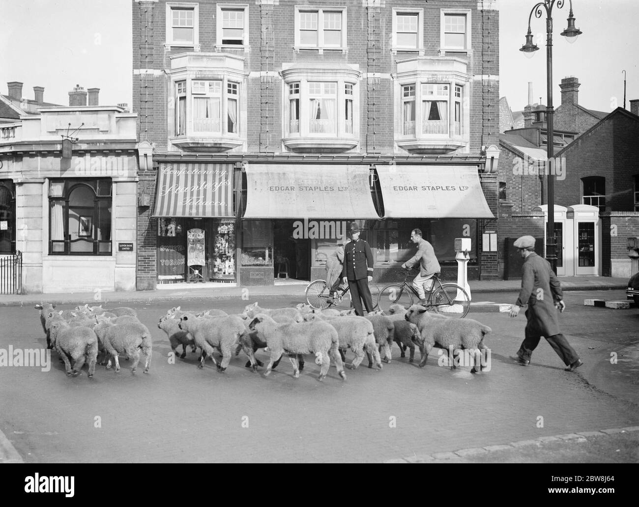 Sheep . Early morning Bromley . 15 July 1937 . Stock Photo