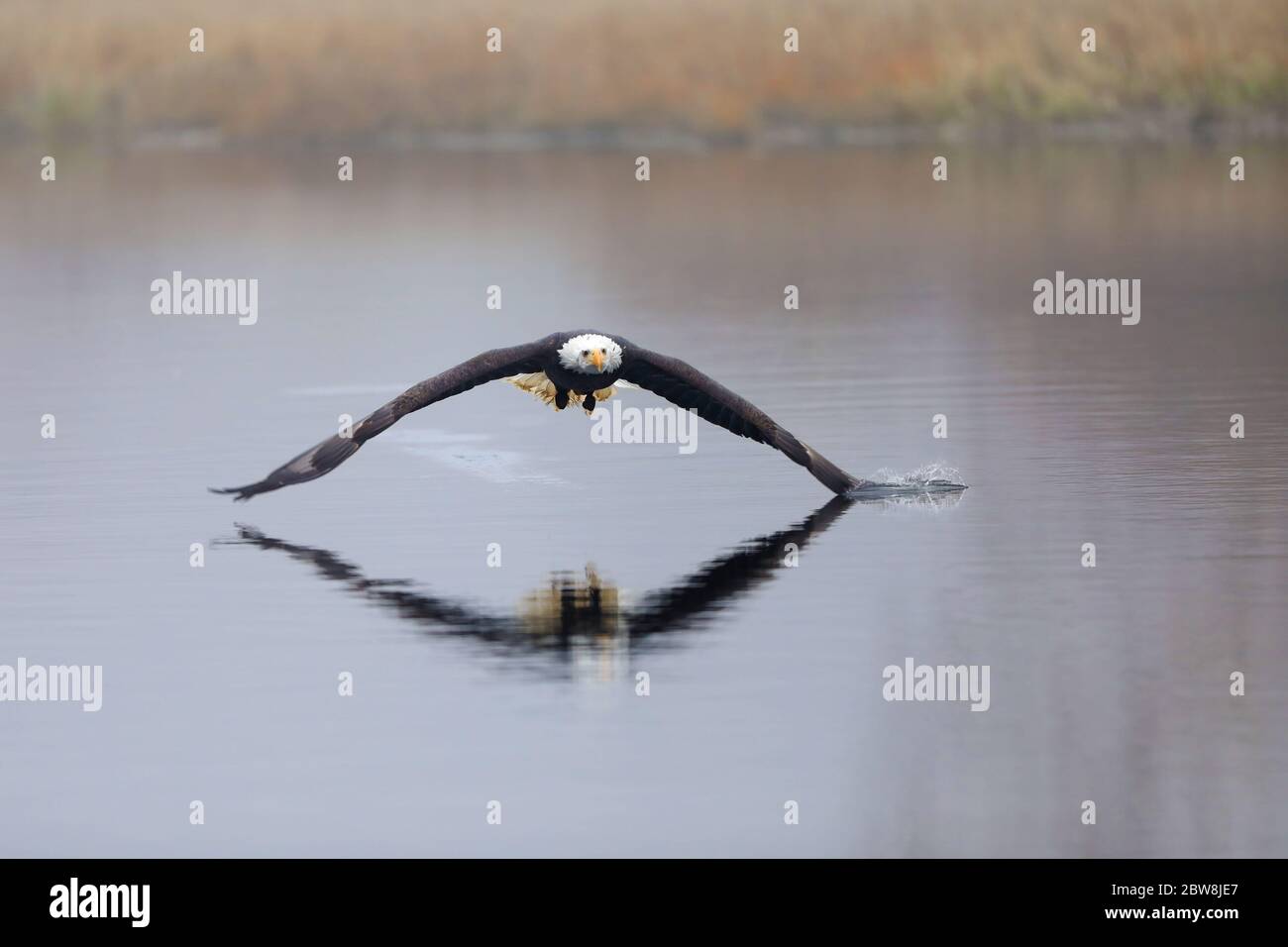 The American Bald Eagle is a symbol of power, strength, freedom and