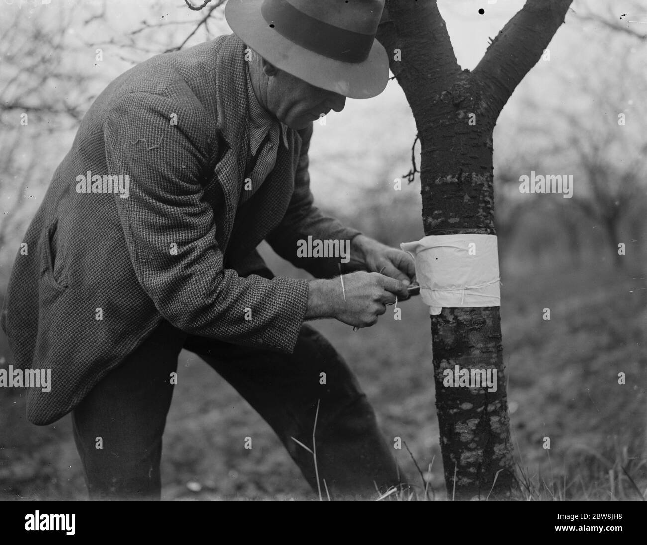 Placing sticking bands on trees . 1935 . Stock Photo