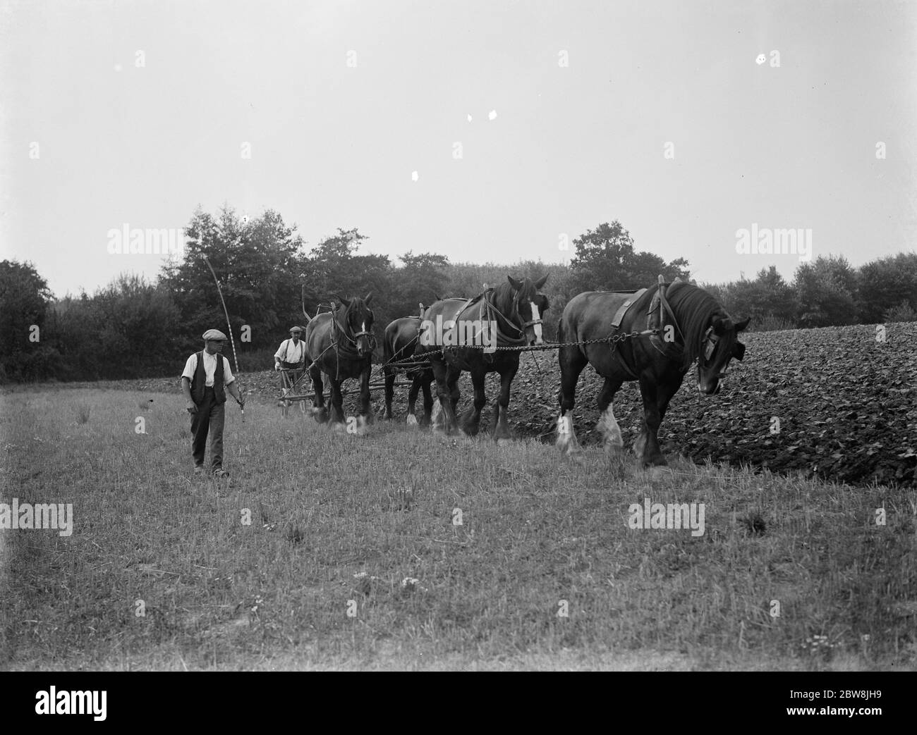 Paddock horse hires stock photography and images Alamy