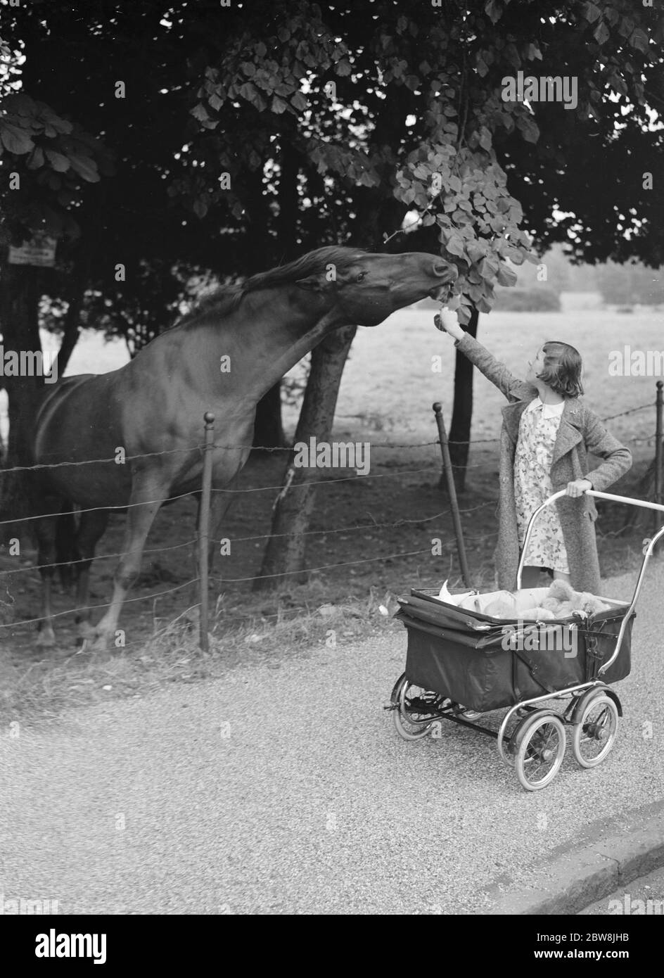 Feeding a horse on a walk . 1937 . Stock Photo
