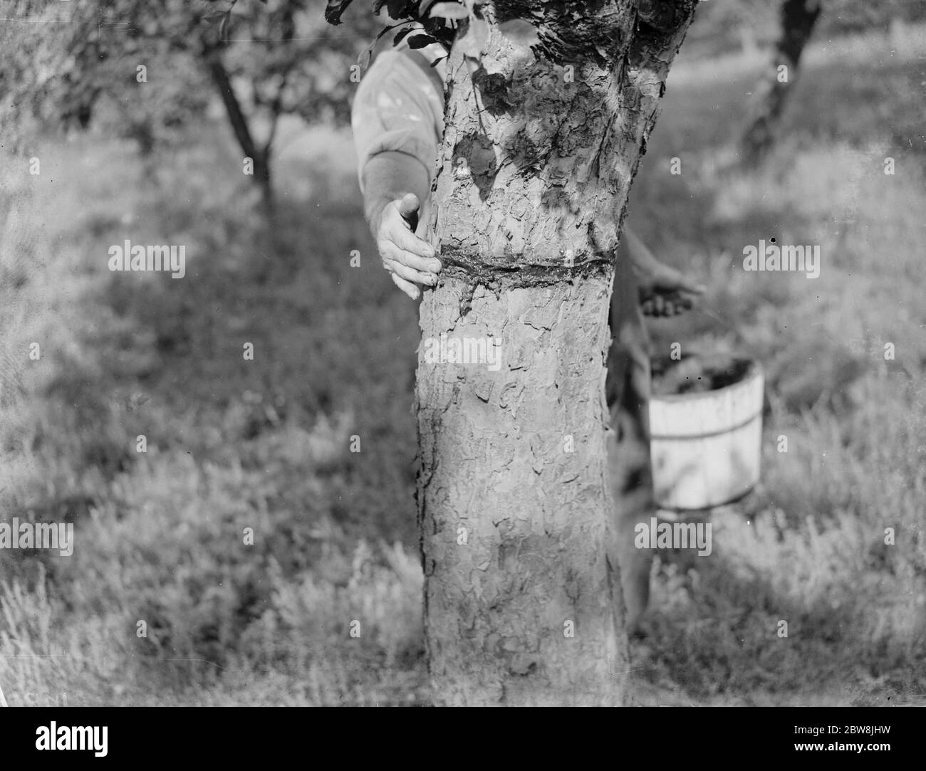 Placing sticking bands on trees . 1935 . Stock Photo