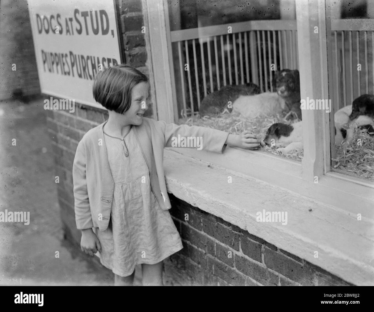 Dogs in a shop window . 1936 . Stock Photo