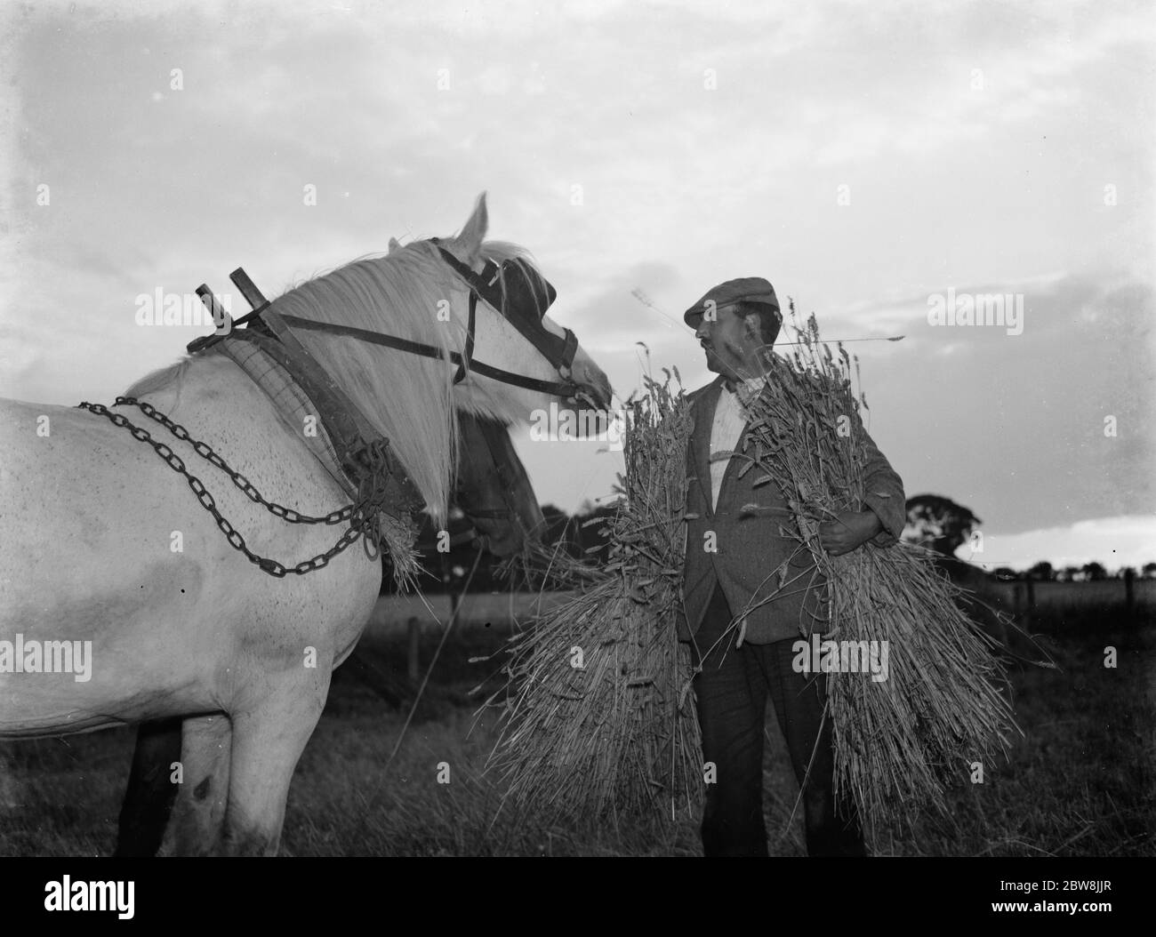 A farmer harvests his fields with his shire horse tethered . 1935 . Stock Photo