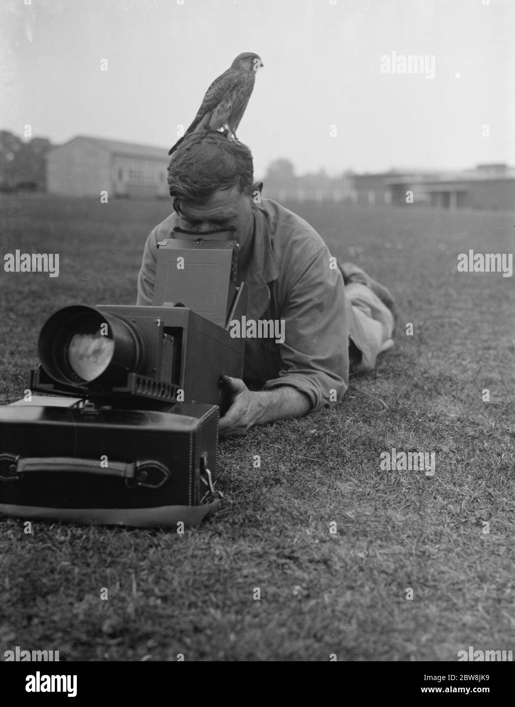A cameraman takes photos while a kestrel sits waiting . 24 August 1937. Stock Photo