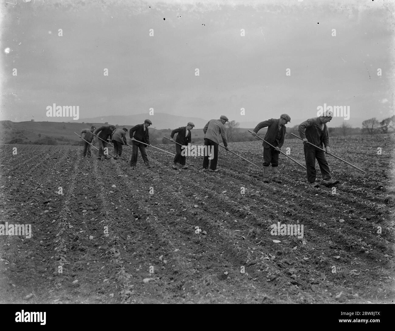 farm workers hoe their field by hand in Scotland . 1935 . Stock Photo