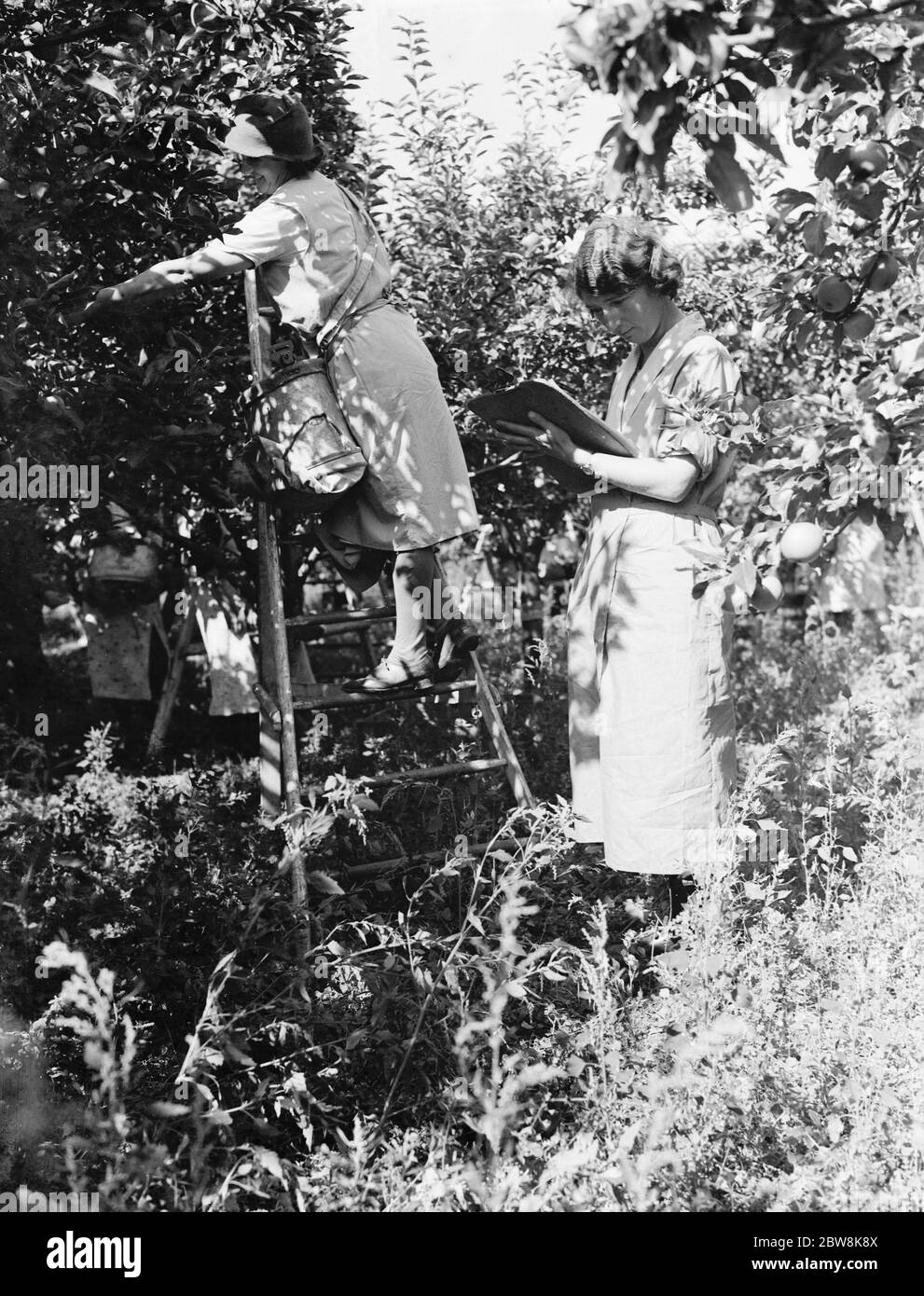 East Malling Research Station open day . Young women picking fruit and recording data . 1937 Stock Photo