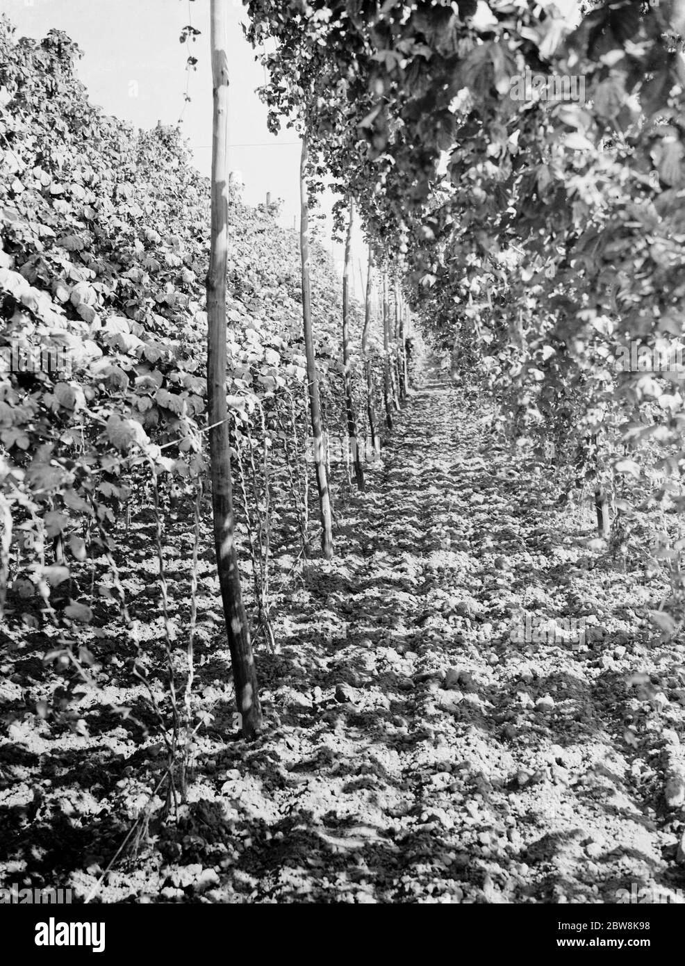 East Malling Research Station open day . A row of hops . 1937 Stock Photo