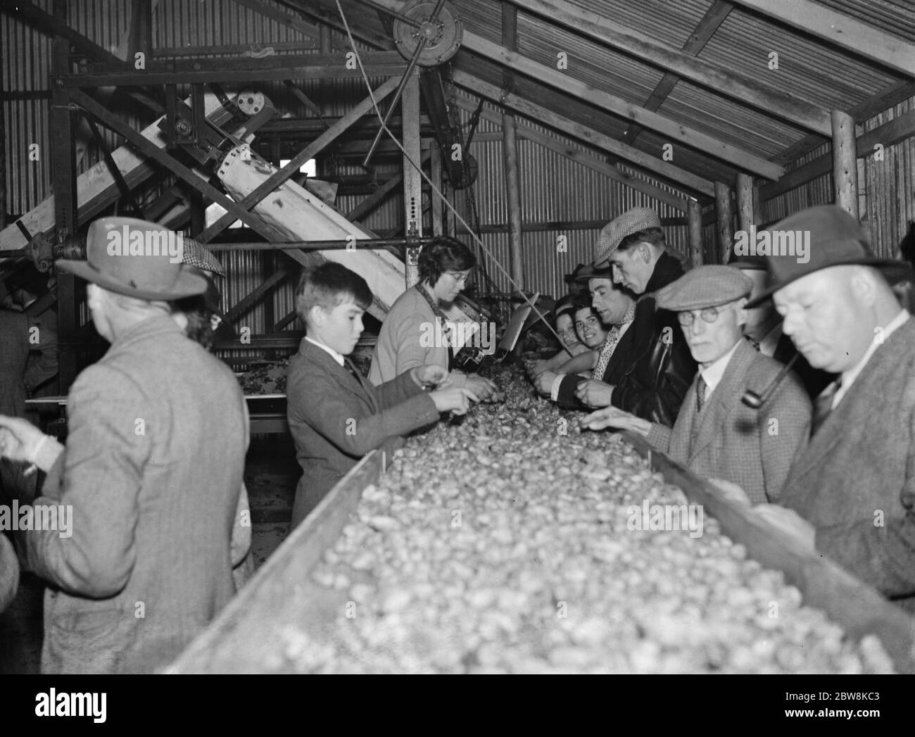 McConnel hinds , hop pickers work on the machine belt . 1937 . Stock Photo