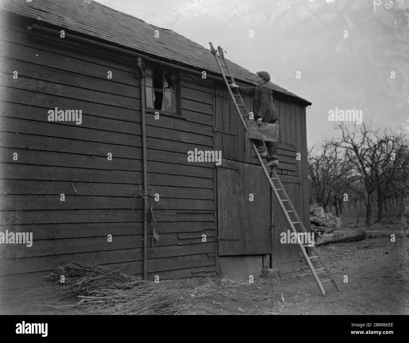 A farmer scales a roof on his barn . 1935 . Stock Photo