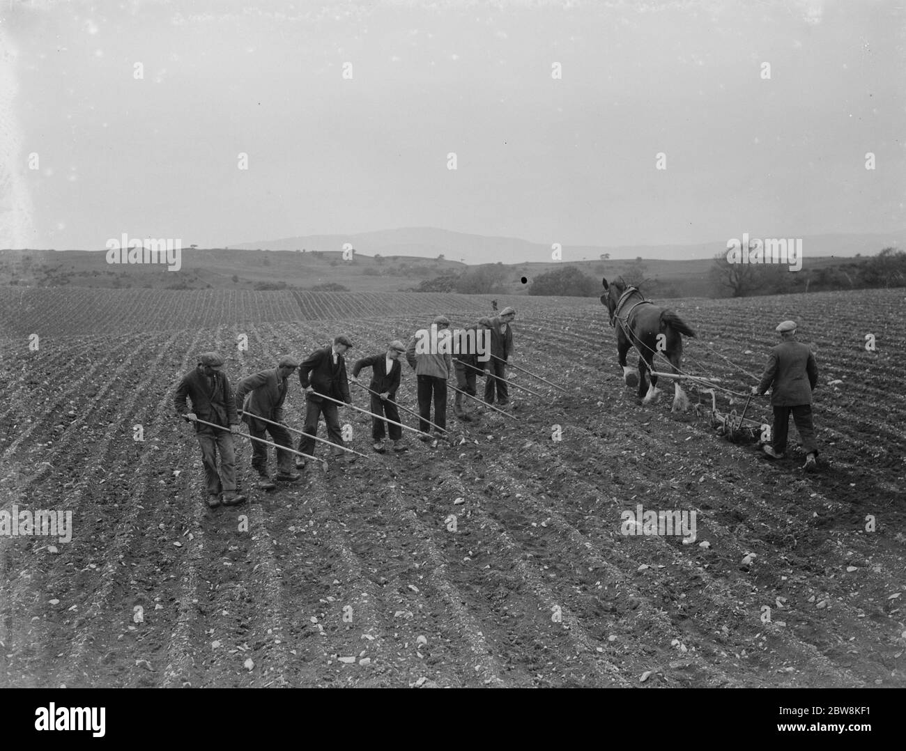 Farm workers hoe a field by hand in Scotland while another worker ploughs the field with his horse . 1935 . Stock Photo