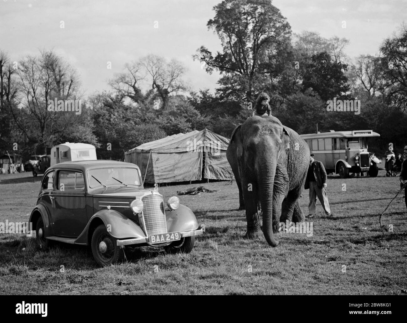 Elephants from the circus are ridden by a little girl for a walk in Foots Cray . 27 October 1937 . Stock Photo