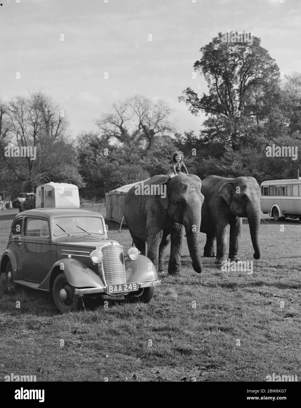 Elephants from the circus are ridden by a little girl for a walk in Foots Cray . 27 October 1937 . Stock Photo