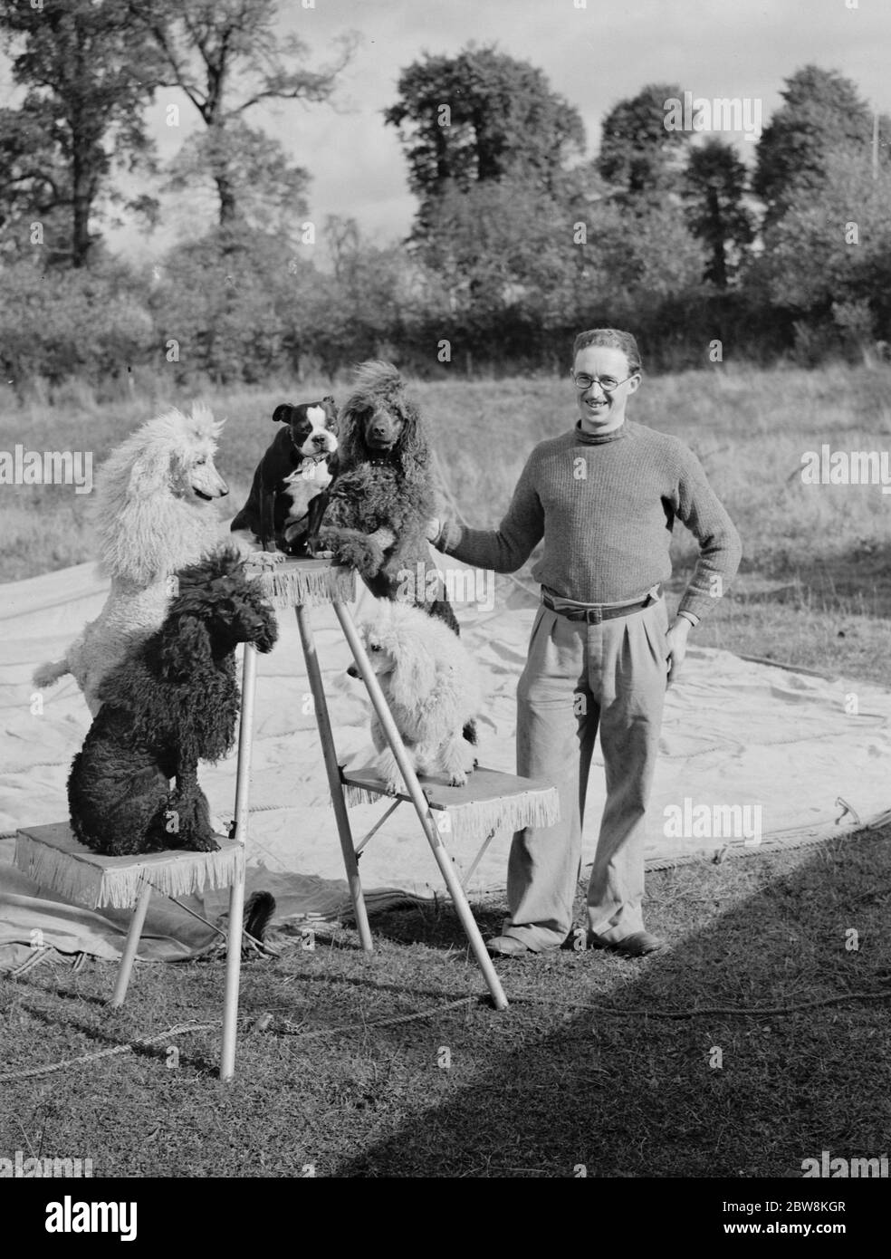 Dogs at the circus are pampered by their trainer in Foots Cray . 27 October 1937 . Stock Photo