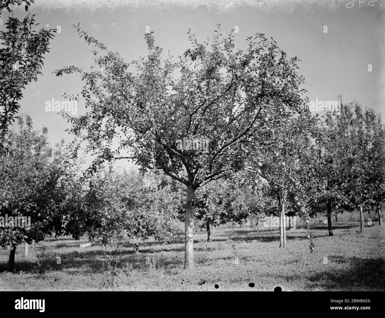 Malling kent apple hires stock photography and images Alamy