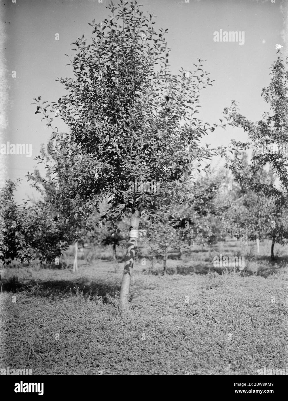 Fruit trees kent september hires stock photography and images Alamy