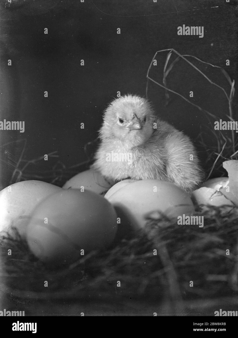 A chick hatches from the egg in its brood . 1938 Stock Photo