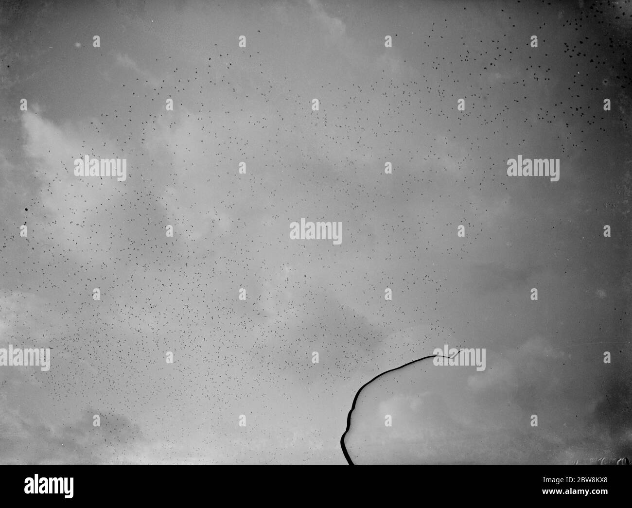 A flock of starlings in flight . 1938 Stock Photo