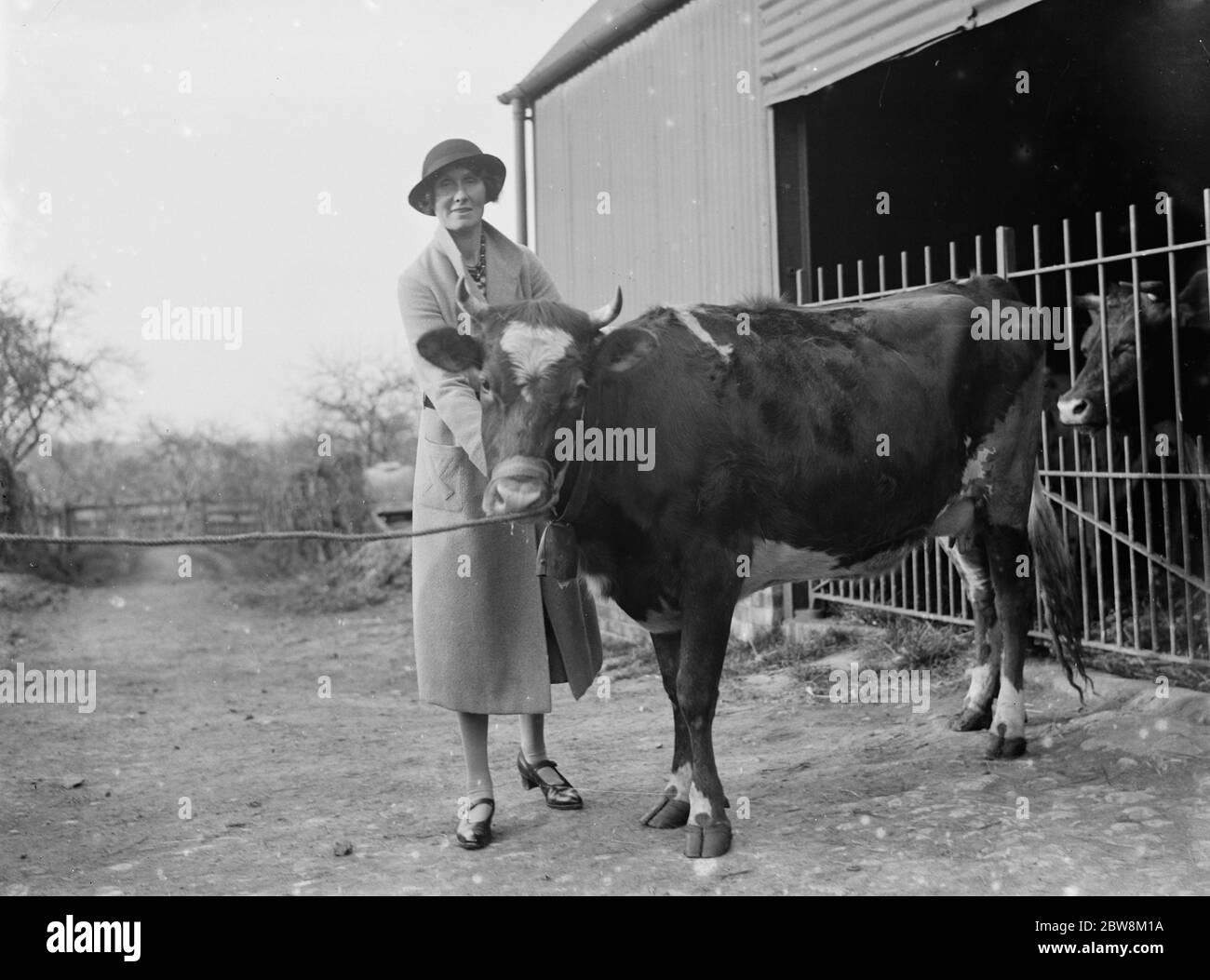 A pretty young heifer with a cowbell attached on a dairy farm in Cranbrook , Kent . 1935 Stock Photo