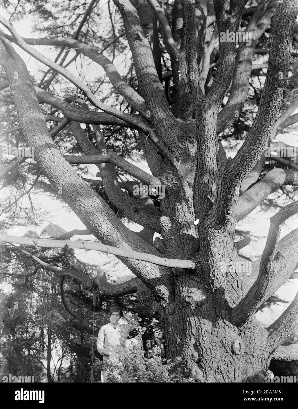 Cedar tree Black and White Stock Photos & Images - Alamy