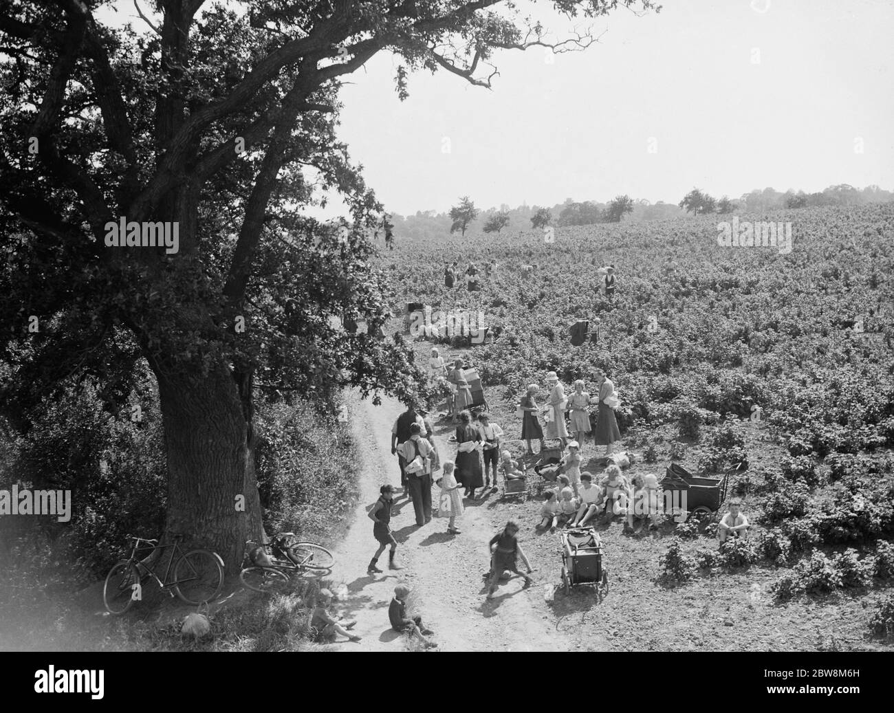 Families out raspberry picking in the fields . 1935 Stock Photo